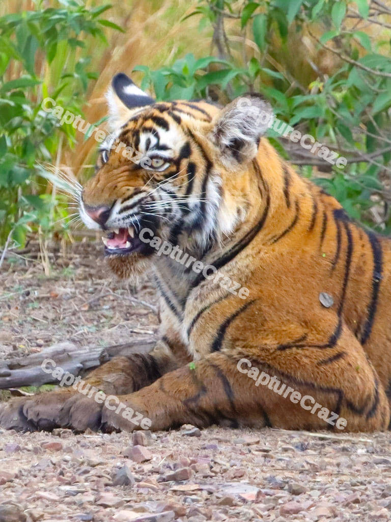 Tiger growing